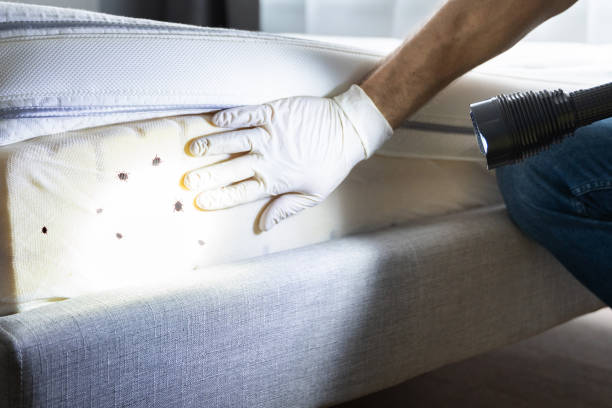 Best Cockroach Control Services  in Tuckahoe, NY